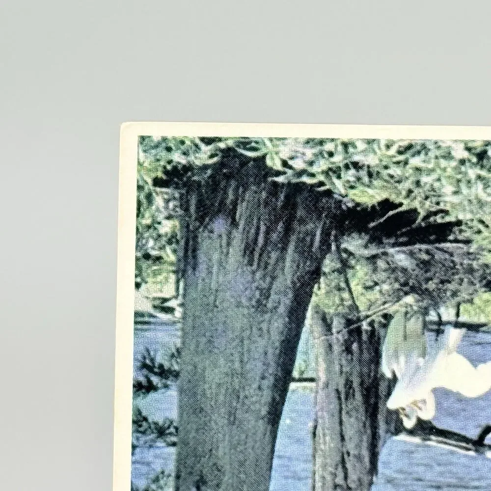 Nesting Egrets Louisiana EP-32 Vintage Blank Unused Postcard
